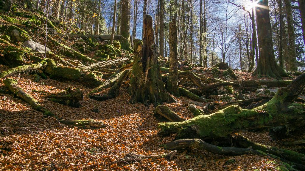 Kočevje Slovenia in October - Hiking in Kočevje - Bear Forest of Slovenia