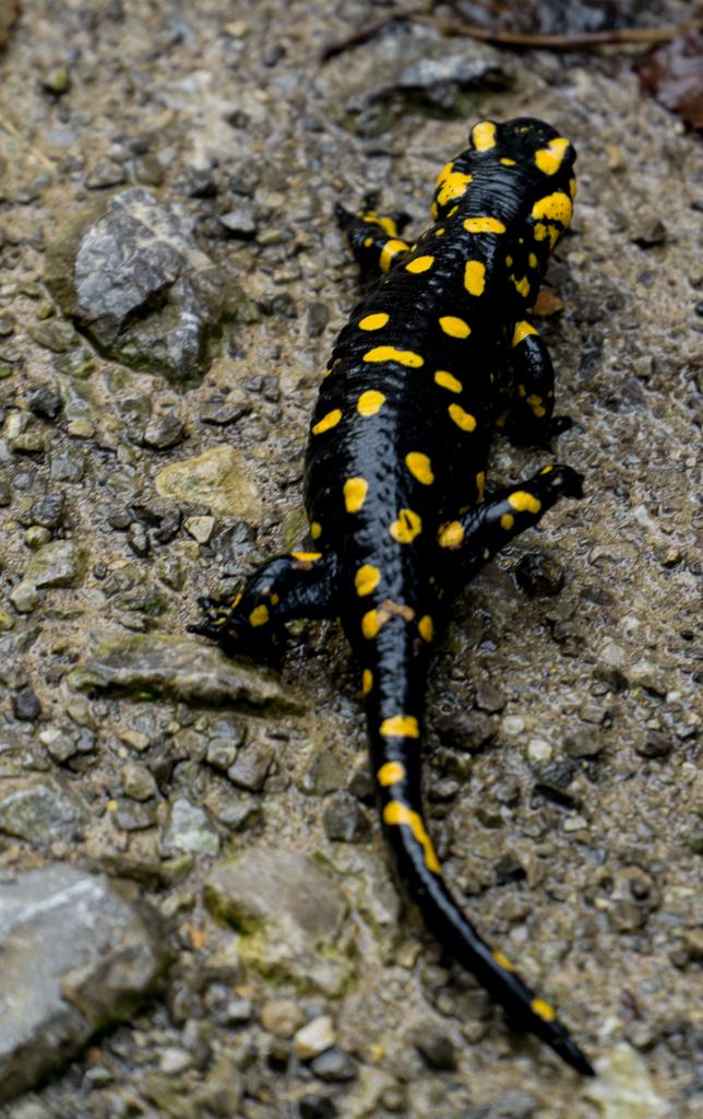 Fire Salamander - Bela Krajina - Slovenia wildlife - Slovenia Hiking