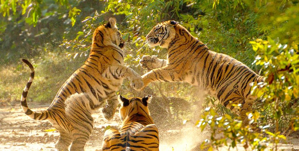 Bandhavgarh National Park Tiger Safari
