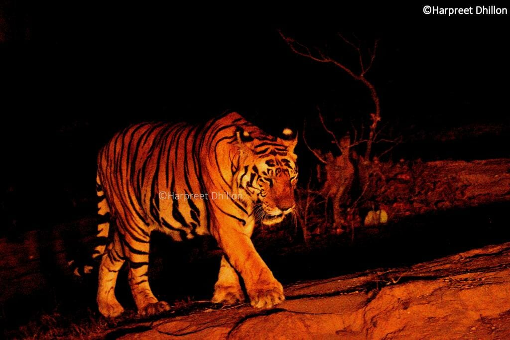 Photo Credit Harpreet Singh - Pugdundee Safaris - Kanha Safari - Tiger Safari Kanha National Park - Tiger Muna- Tiger Conservation in India