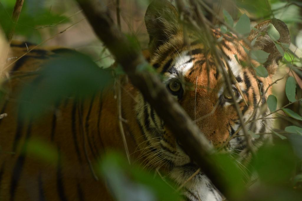 Photo Credit: Harpreet Singh - Chakradhara Female ( Bhagodi) in Bandhavgarh National Park - Wildlife conservation in India - Indian National Parks - Madhya Pradesh National Parks - Bandhavgarh Safari - Pugdundee Safaris