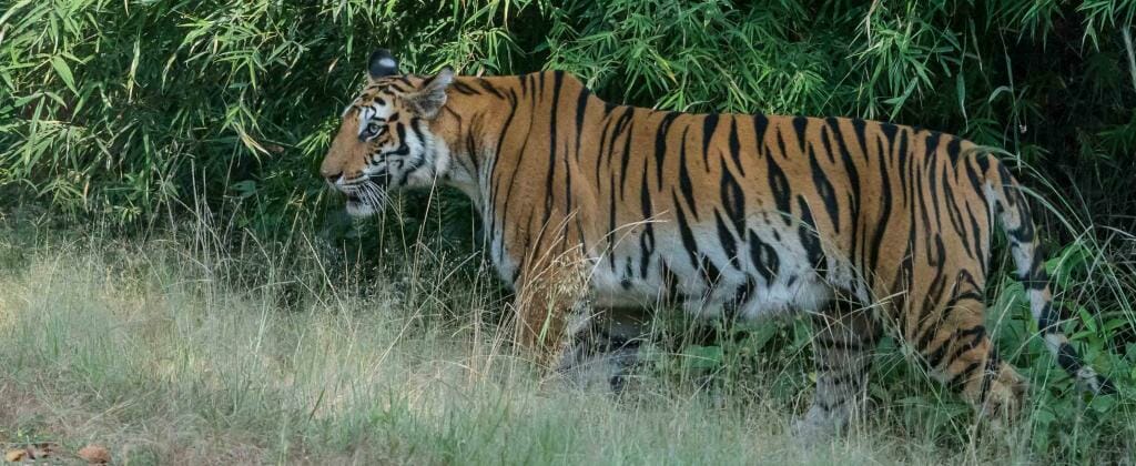 Madhya Pradesh Tourist Places - Bandhavgarh National Park Tiger Reserve