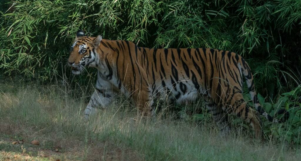 National Park Bandhavgarh - Tiger Conservation in India - Pugdundee Safaris - Bandhavgarh Safari - Tigress Spotty