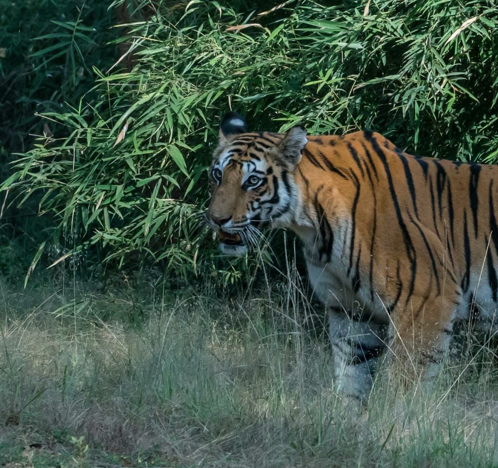 Spotty Tigress in Bandhavgarh National Park - National Park Bandhavgarh - Tiger Conservation in India - Pugdundee Safaris - Bandhavgarh Safari - Tigers in India
