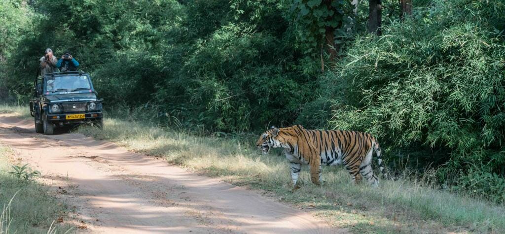 Pugdundee Safaris - Bandhavgarh Safari - Tiger Safari Bandhavgarh National Park - Tigress Spotty Bandhavgarh - Tiger Conservation in India