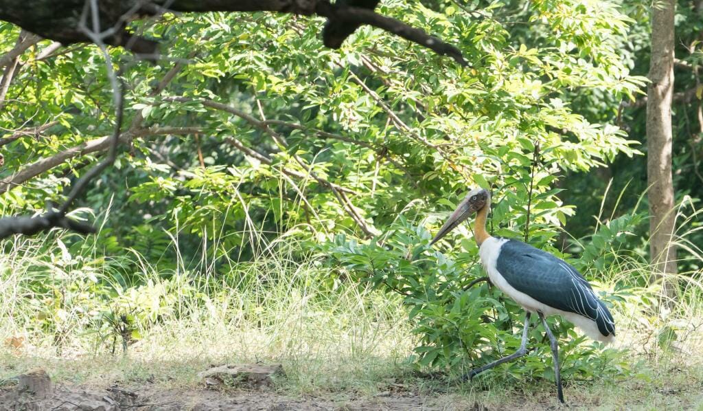 Birding at National Park Bandhavgarh - Wildlife Conservation in India - Pugdundee Safaris - Bandhavgarh Safari - Greater Adjutant in Bandhavgarh 