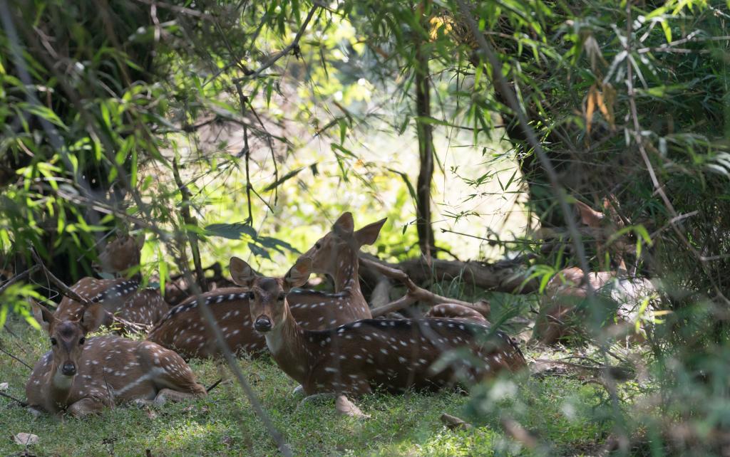 Axis Deer Resting in the Shade - Bandhavgarh National Park - Wildlife Conservation in India - Bandhavgarh Safari - Pugdundee Safari