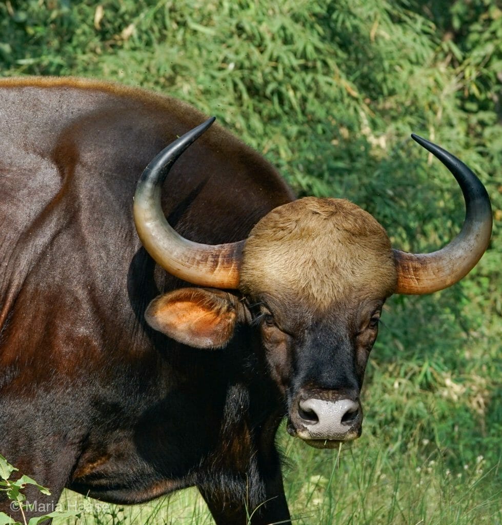 Indian Bison at National Park Kanha Madhya Pradesh India