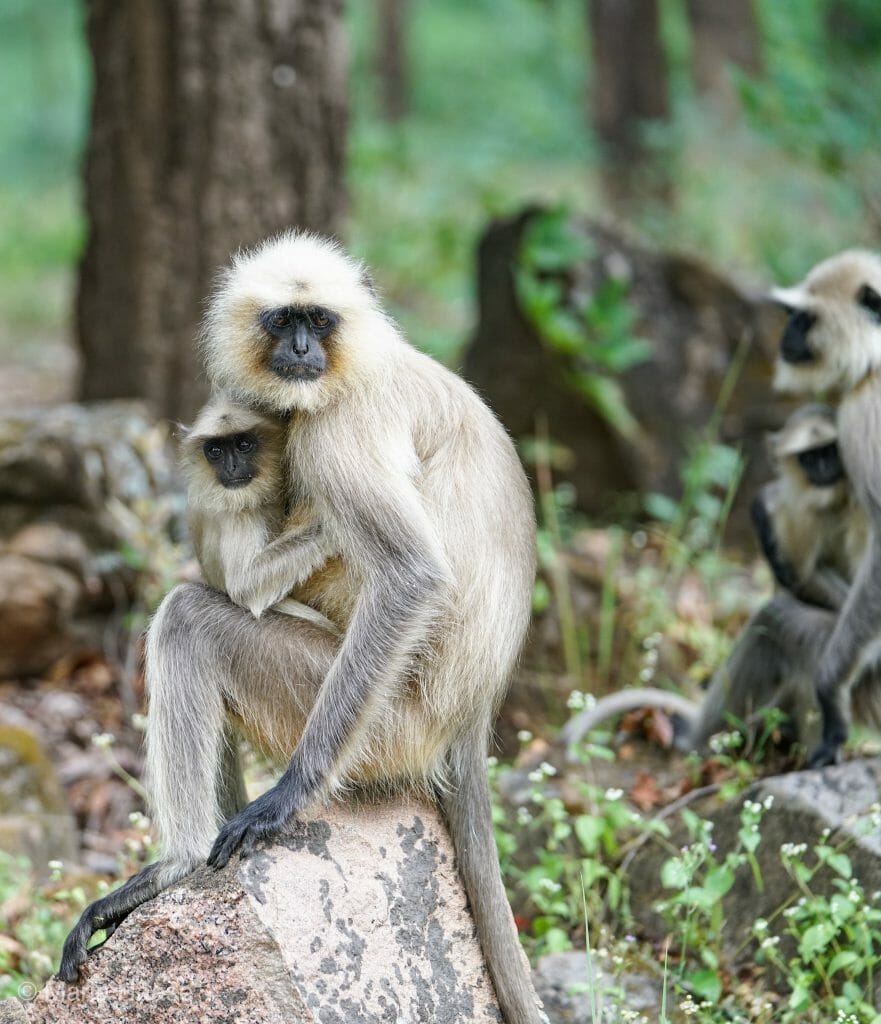 Monkey and Baby Monkey at National Park Kanha - Pugdundee Safari - Madhya Pradesh India