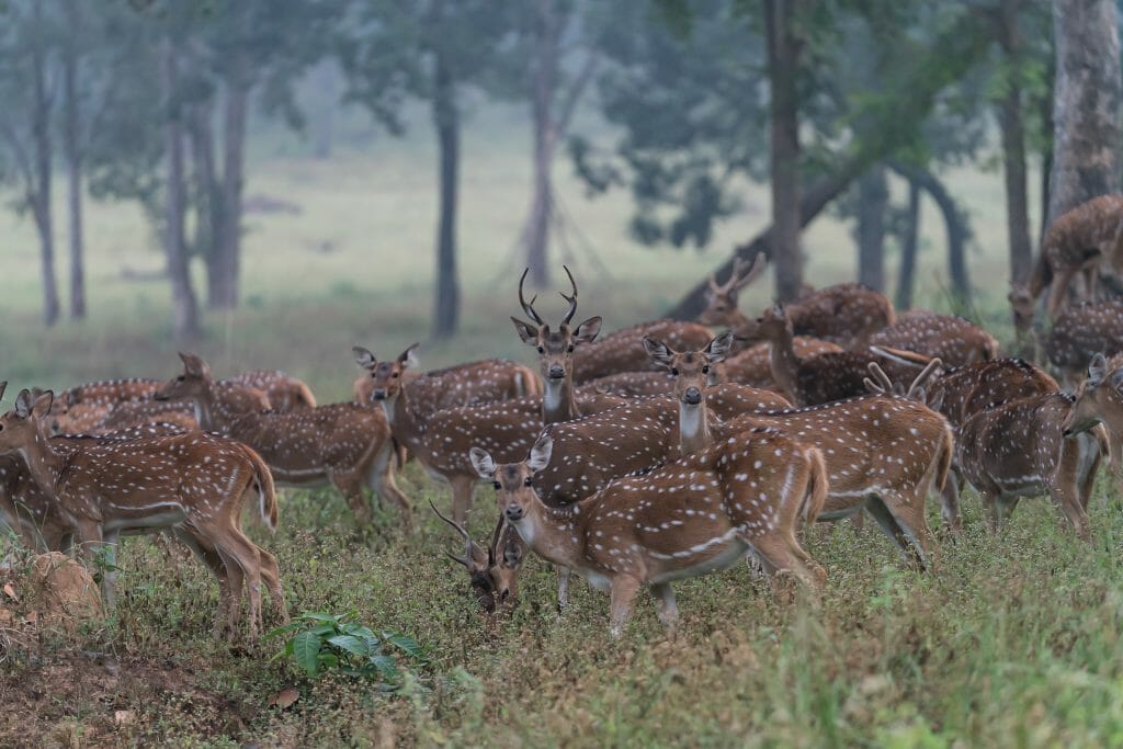 Spotted Deer at National Park Kanha Madhya Pradesh India