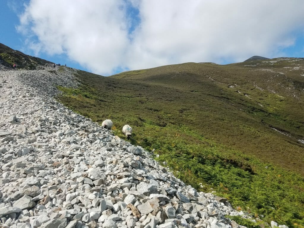 Two Sheep graze on green foliage at the edge of the rocky Croagh Patrick Hike path