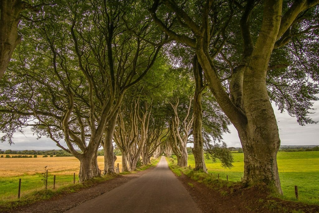 Road in Northern Ireland with twisted trees called the Dark Hedges - The King's Road 