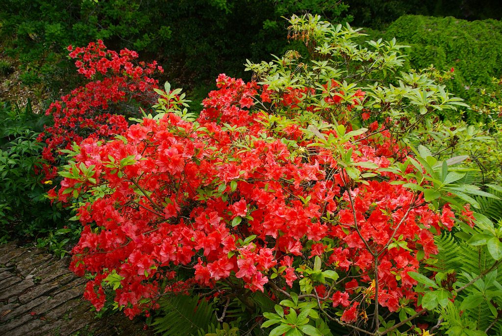 Bush of vibrant red flowers in Hidcote Gardens
