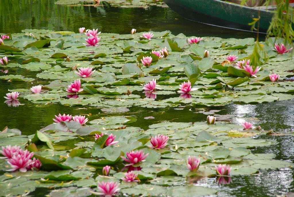 Pond with pink water lilies at the Monet Gardens