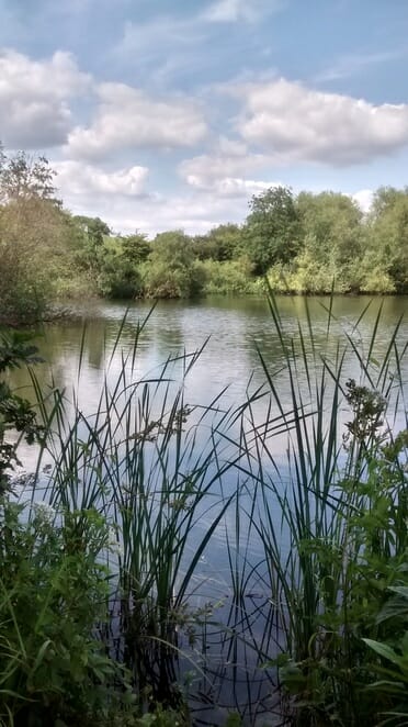 Gorgeous pond, peaking through the tall grass to look upon the Nature Reserve