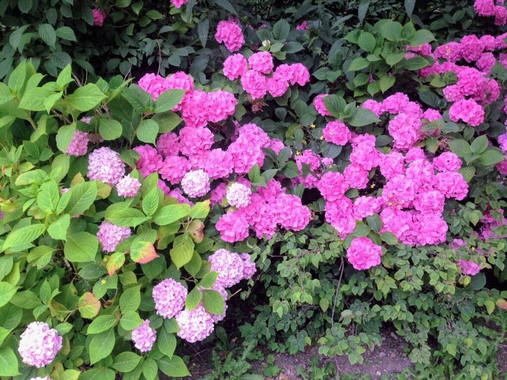 Bushes of dark pink and pastel pink flowers