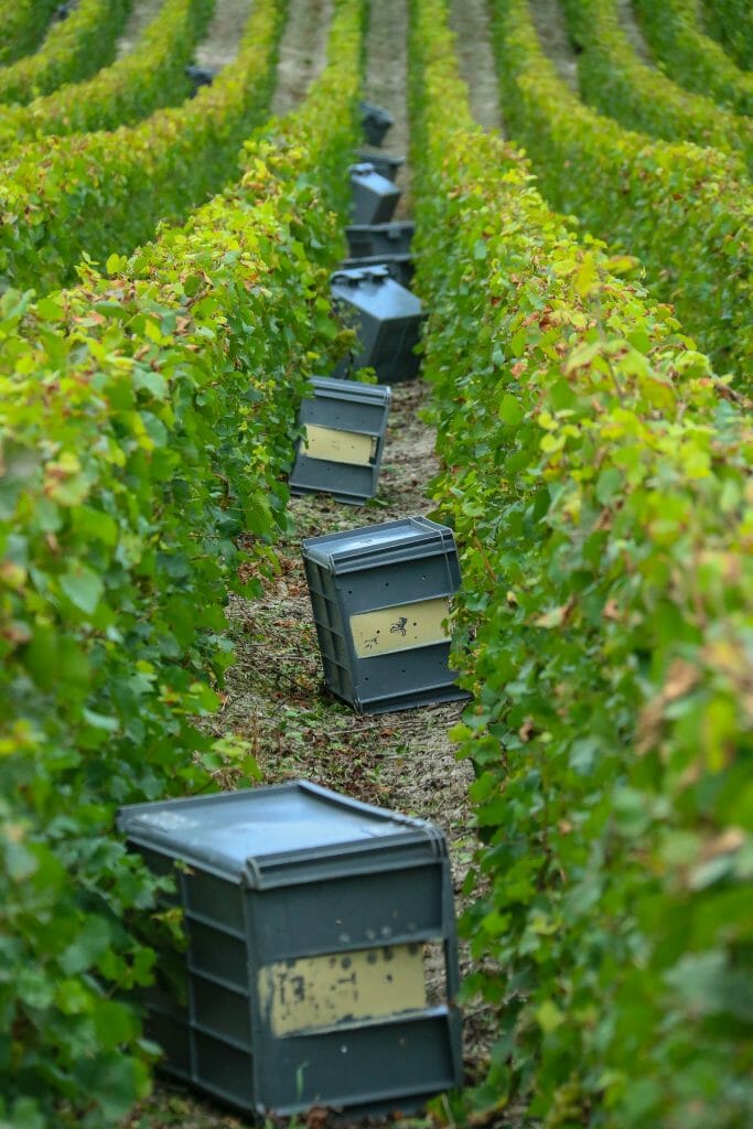 Boxes in a row of a champagne vineyard waiting to harvest from the bright green vines