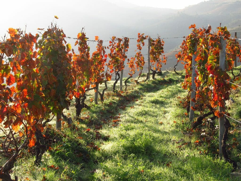 A trail of auburn leafed vines in Portugal
