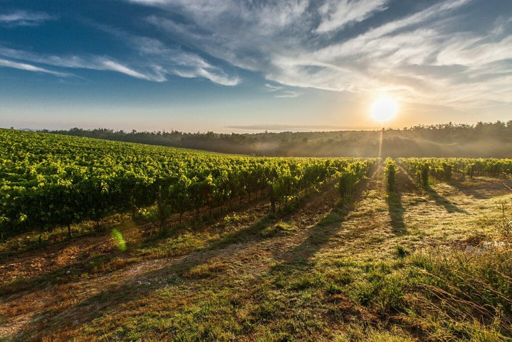 Sun rising over the acres of vineyards in Tuscany
