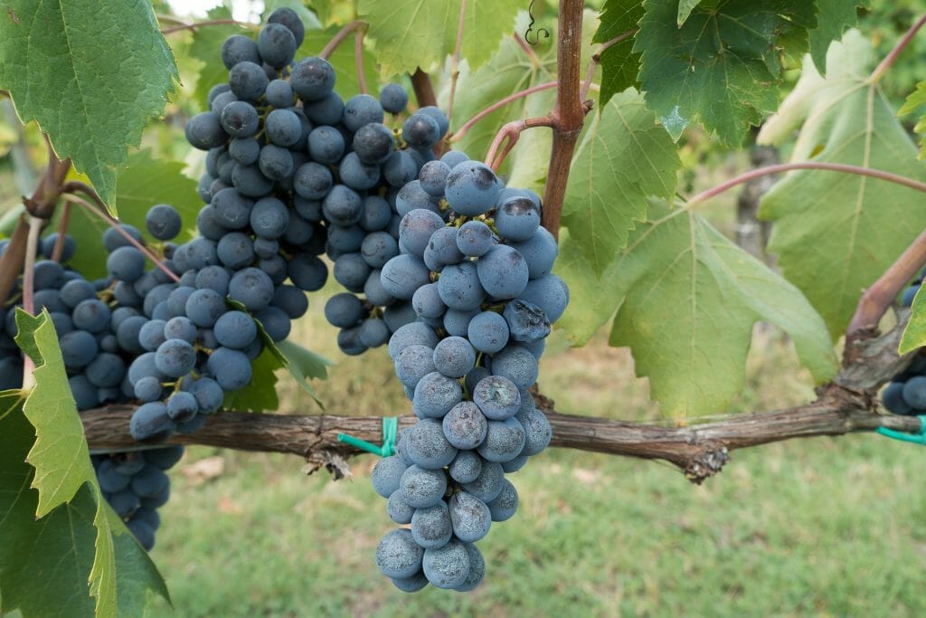 Plump dark bunch of chianti grapes on the vine