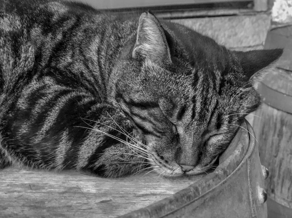 Sleeping cat in Black and White