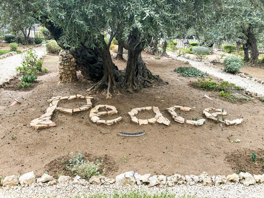 Olive tree with Rocks spelling Peace in front of it