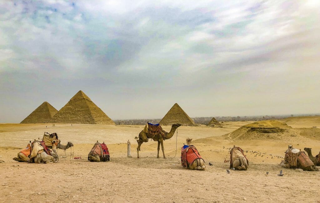 A Row of Camels in front of 3 Pyramids in the distance on the Giza Plateau in Egypt