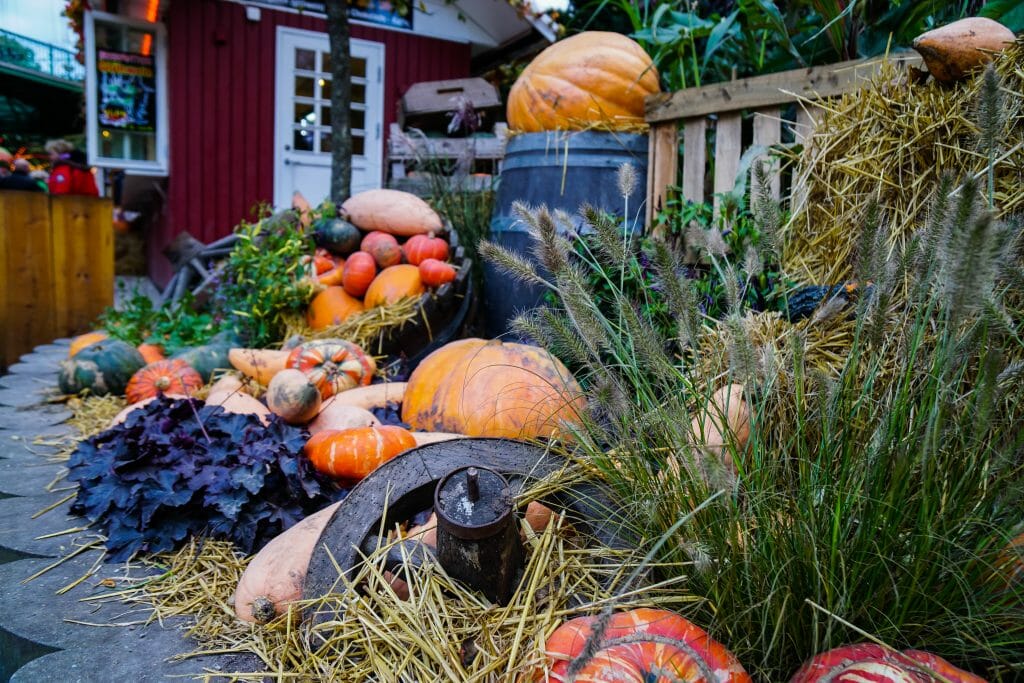 Pumpkins and Halloween decorations in Tivoli, Copenhagen.