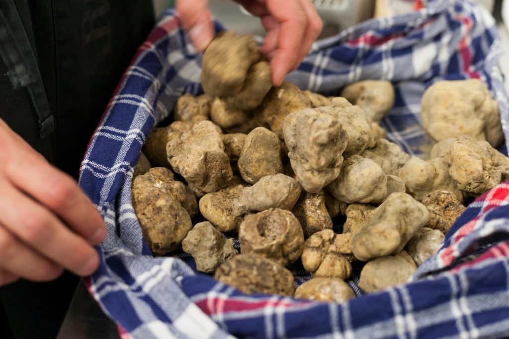 Still life of Alba's white truffle on the traditional blue-checkered cloth
