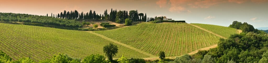 Beautiful green Vineyards in Chianti region near Mercatale Val di Pesa. Tuscany in Italy.