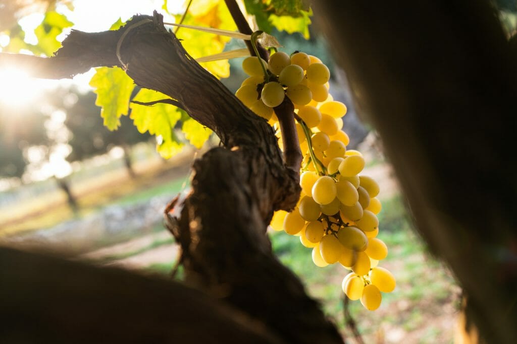 Typical vineyards of Puglia: Salice Salentino, Primitivio di Manduria, Nero di Troia, Castel del Monte