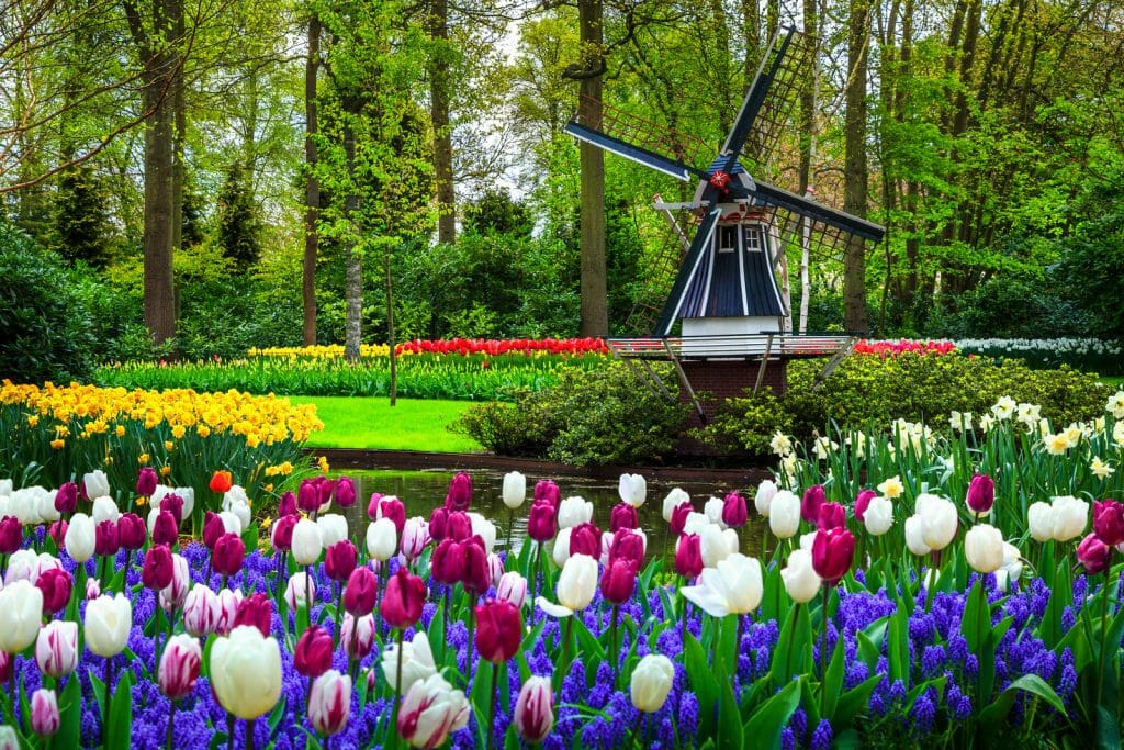 Guide to Keukenhof Garden Tickets - Tulips with small windmill in the back at Keukenhof Garden