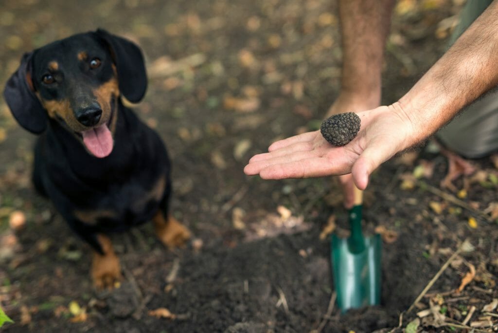 man holding black truffle and truffle hunting tool with truffle hunting dog in the background