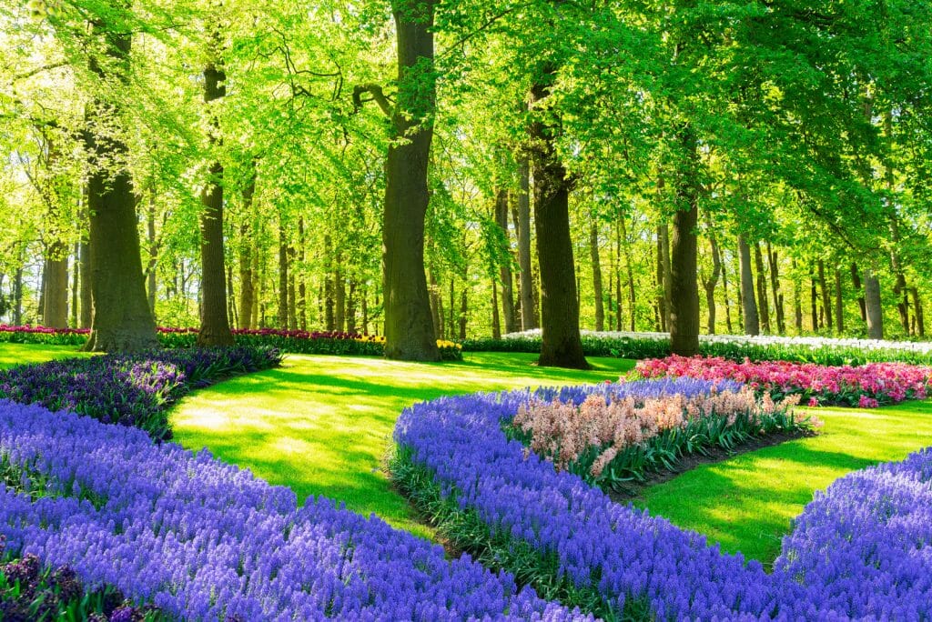 Colorful spring blue flowers in holland garden Keukenhof, Netherlands