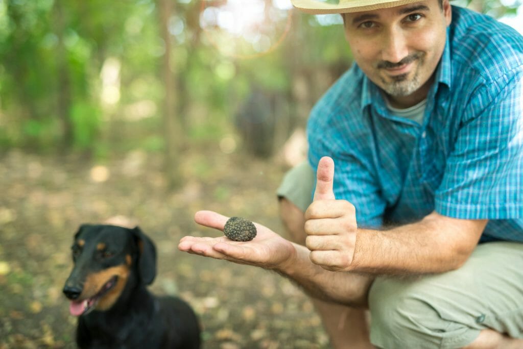 Successful truffle hunting Italy. Man holding truffle in his hands and thumbs up with Black Dachshund in the back.