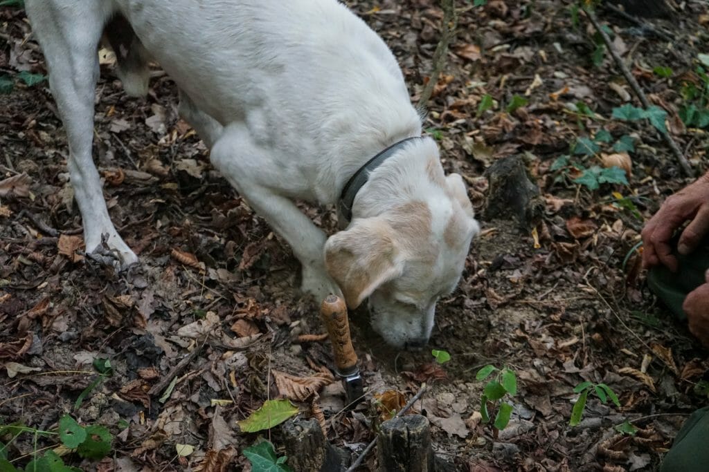 White truffle hunting dog - Truffle Hunting Italy