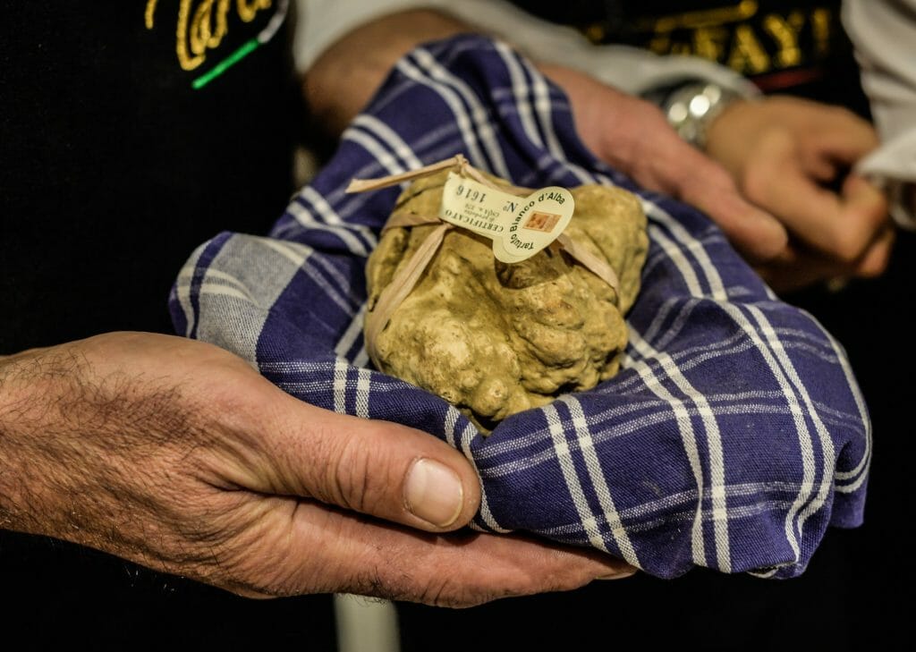 man holding huge white truffle on top of blue checkered dish towel