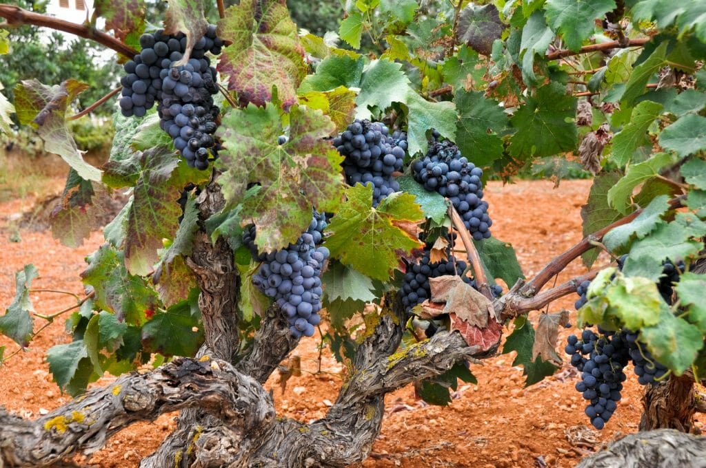 Grapes in a vineyard, Ibiza (Spain)