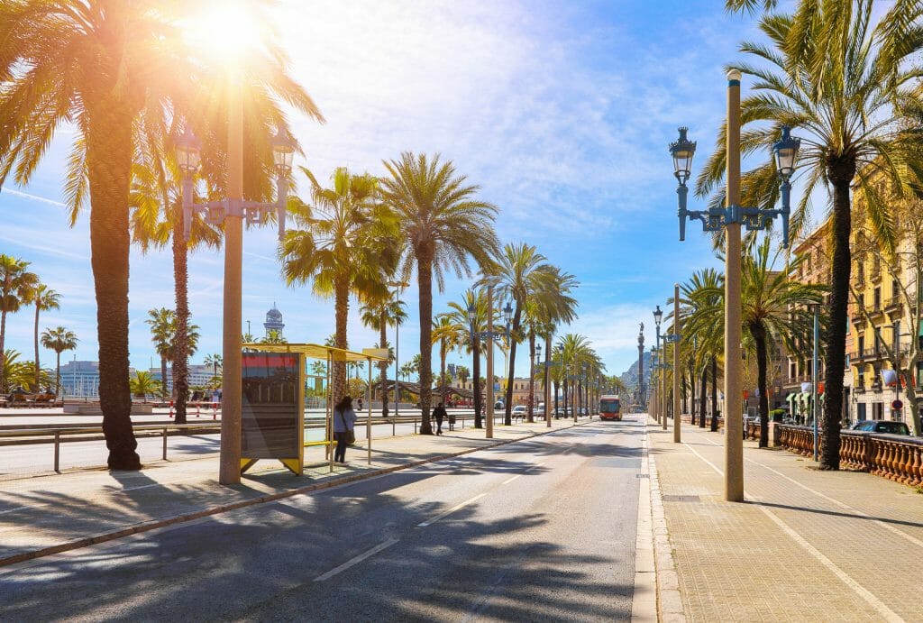 Barcelona, Spain. Road for public transport and alley of palm trees. Sunny summer day. Urban street landscape with bus station.