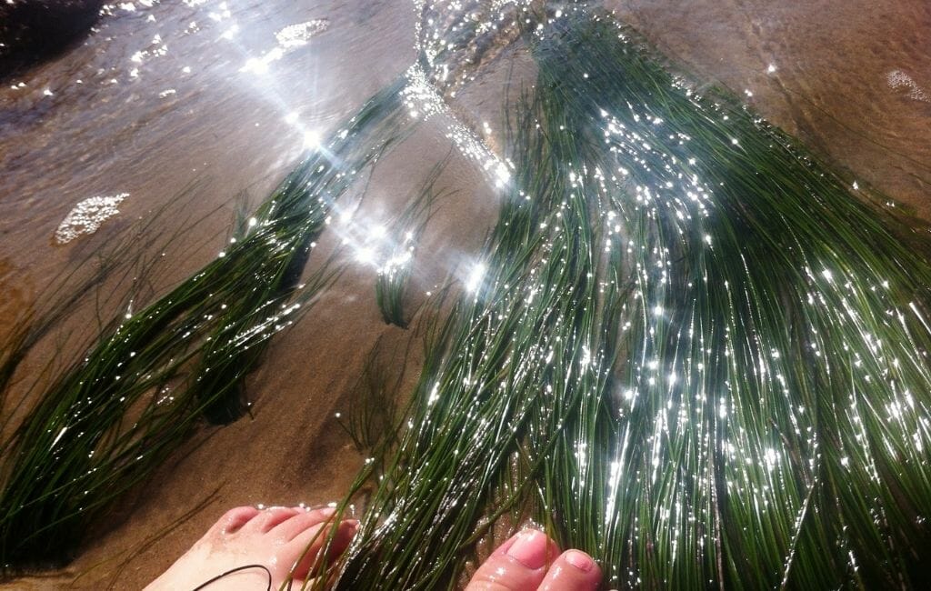 feet standing in water with green strands of seaweed