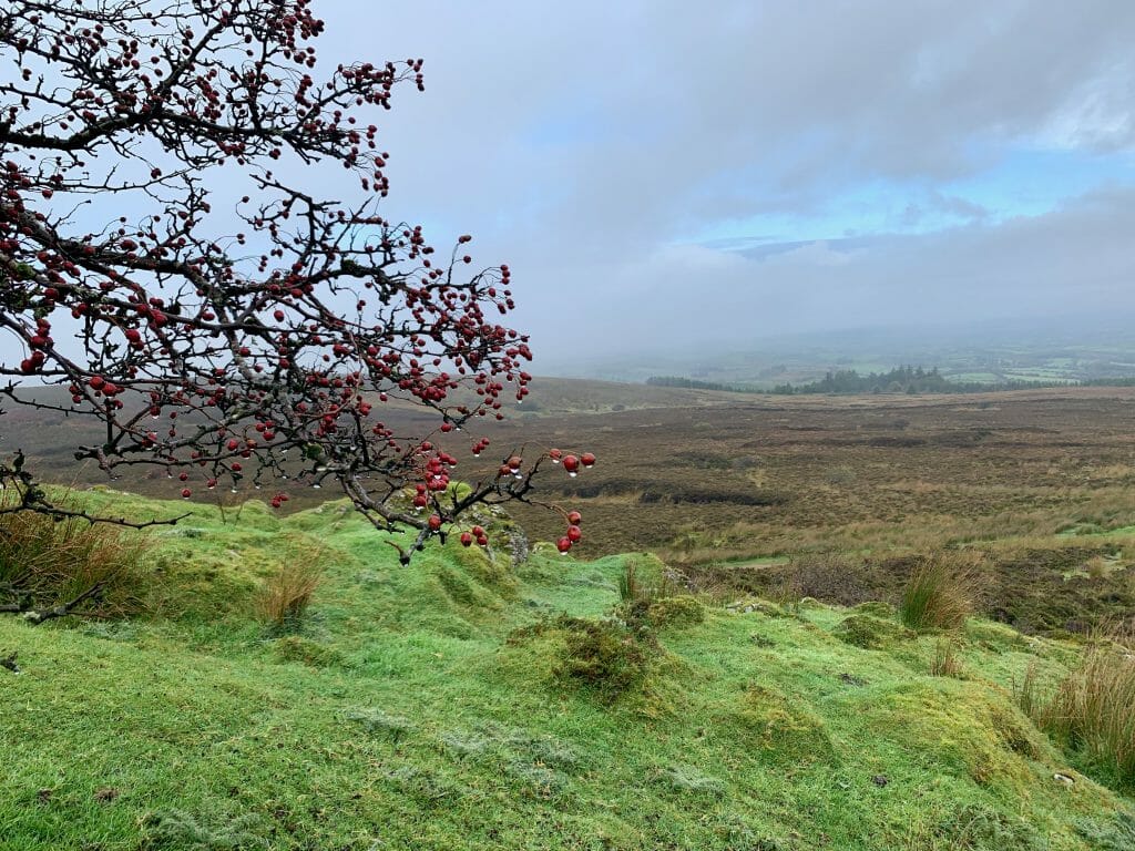 landscape picture with green pasture and a leaf-less branch with red berries in the foreground - Courntryside Sligo